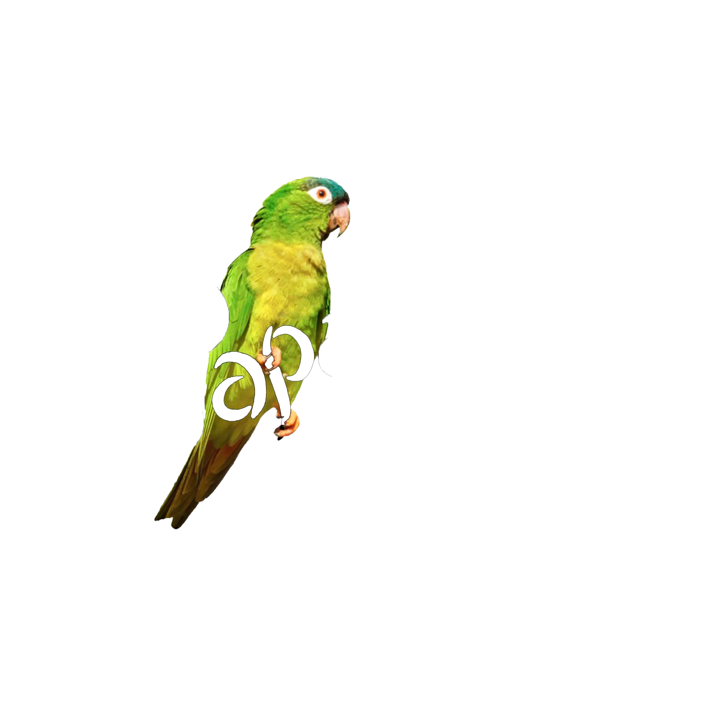 Papagaio